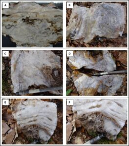 3 264x300 - BULGOLD Inc. Extends the Occurrence of Epithermal Quartz Veins to 1.2km of Strike Length Within the Sinter Field on the Lutila Gold Project