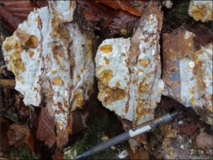 5 300x225 - BULGOLD Inc. Extends the Occurrence of Epithermal Quartz Veins to 1.2km of Strike Length Within the Sinter Field on the Lutila Gold Project