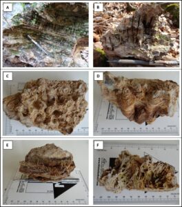 6 264x300 - BULGOLD Inc. Extends the Occurrence of Epithermal Quartz Veins to 1.2km of Strike Length Within the Sinter Field on the Lutila Gold Project