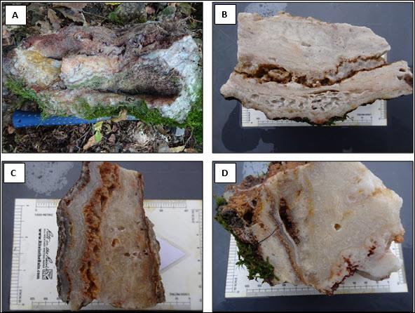 6 figure 6 - BULGOLD Inc. Discovers The Kopernica Vein System Within The Northern East Block On The Lutila Gold Project